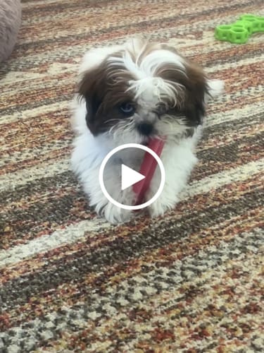 Customer video review of Mix Flavored Chews ( A Bundle of 6 Sticks )