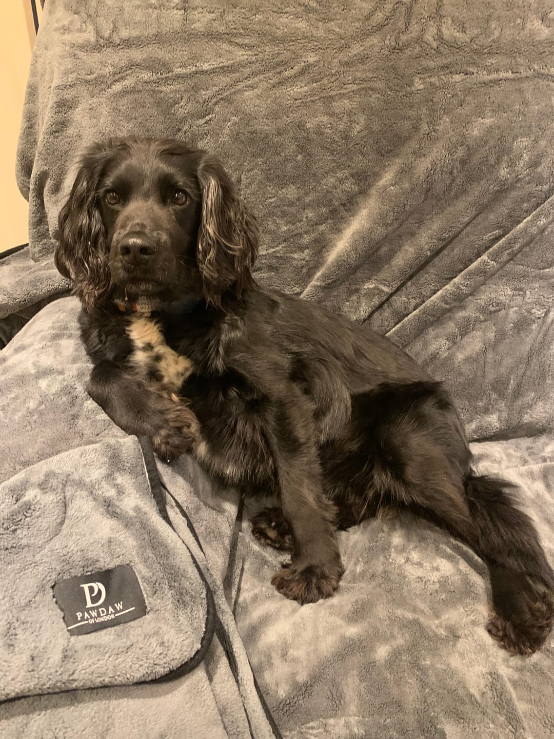 Customer photo review of Luxury Throw & Dog Blanket