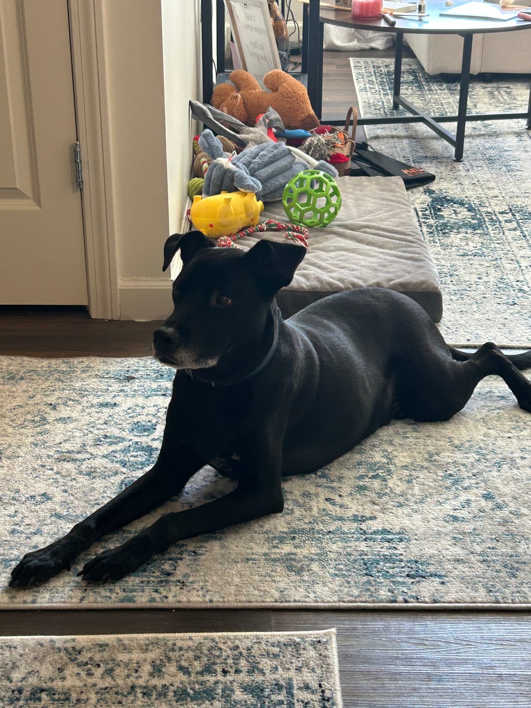 Customer photo review of 4-6 Inch Beef Tendon Dog Chews
