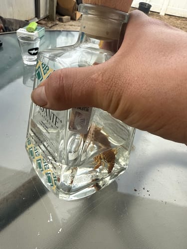Customer photo review of Tajante Abocado Mezcal Tequila W/ Scorpion