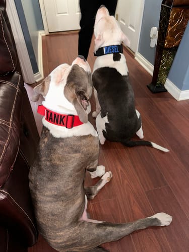 Customer photo review of Red Bully Proof Collar