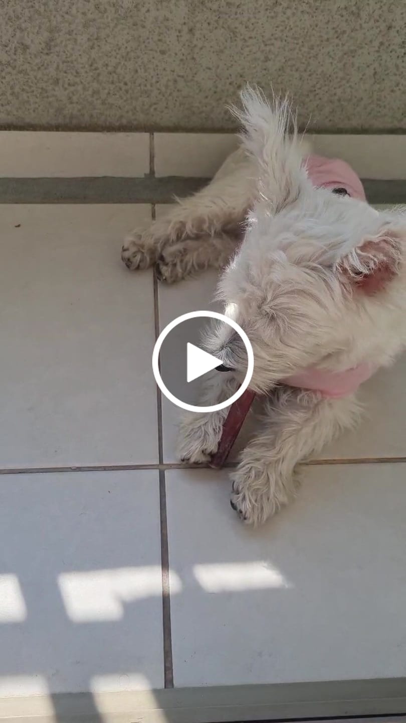 Customer video review of Bully Stick