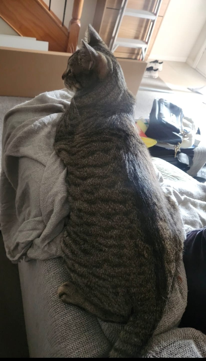 Customer photo review of Michu XXL Sage Deluxe Cat Litter Box - Spacious Design