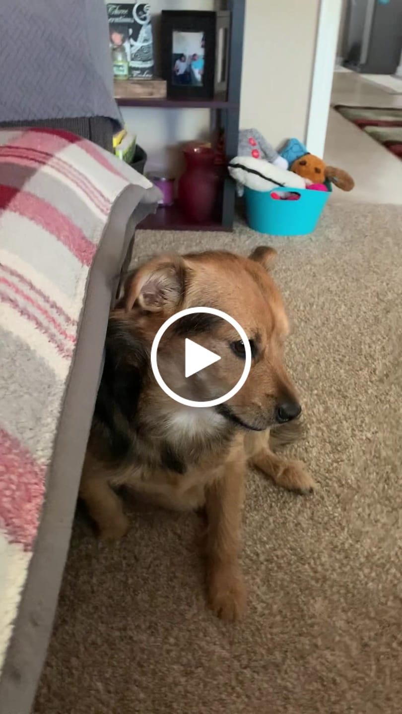 Customer video review of 4-8 Inch Standard Bully Sticks
