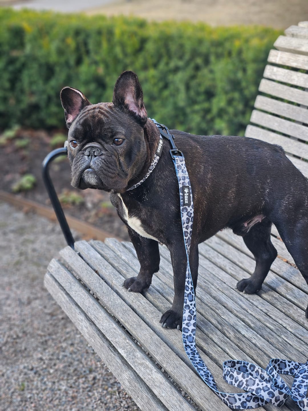 Customer photo review of Koppel - Dark Leo