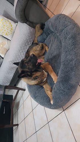 Customer photo review of Cama Antiestrés para Perros