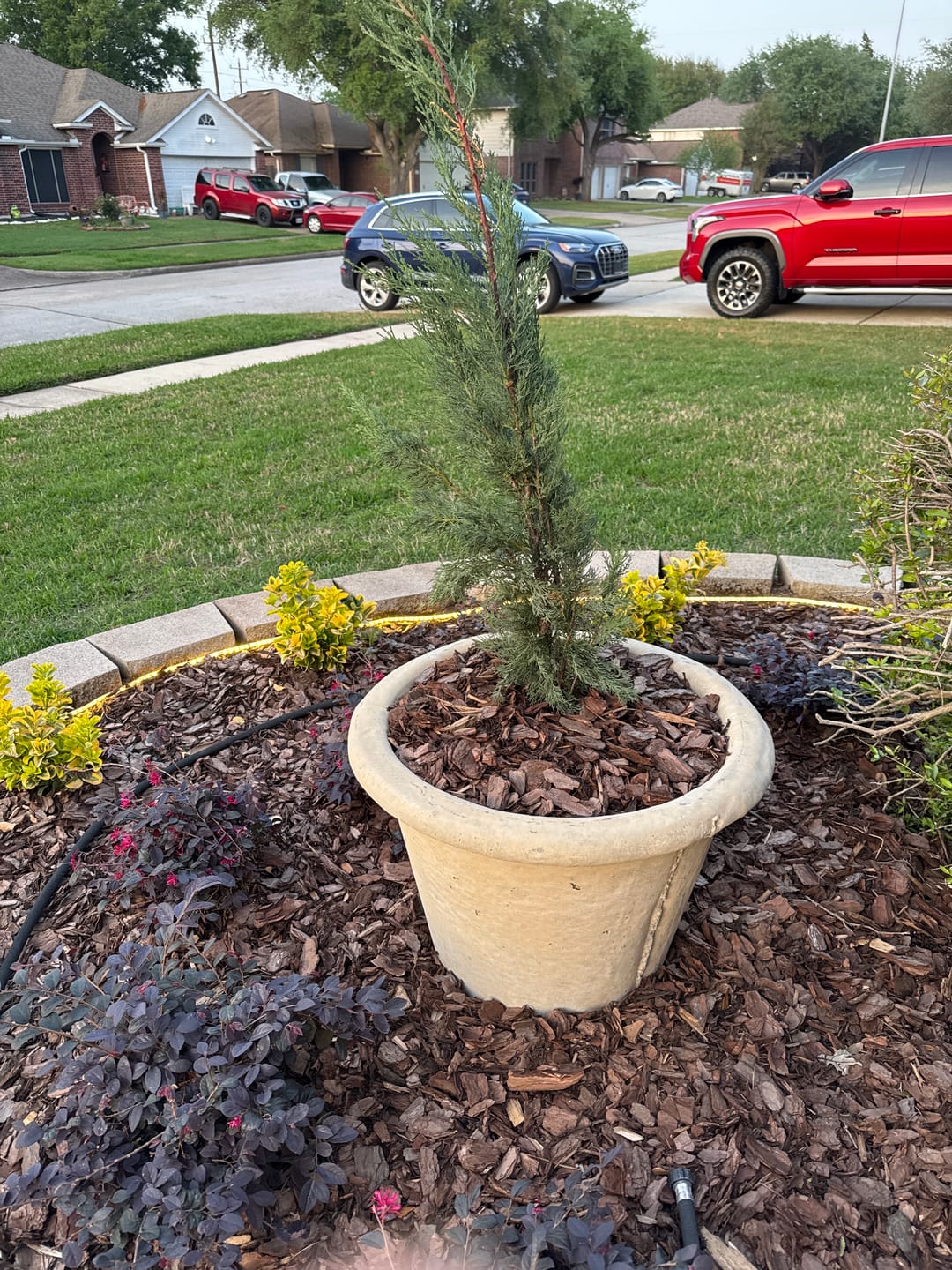 Customer photo review of Dwarf Italian Cypress, Mediterranean Cypress