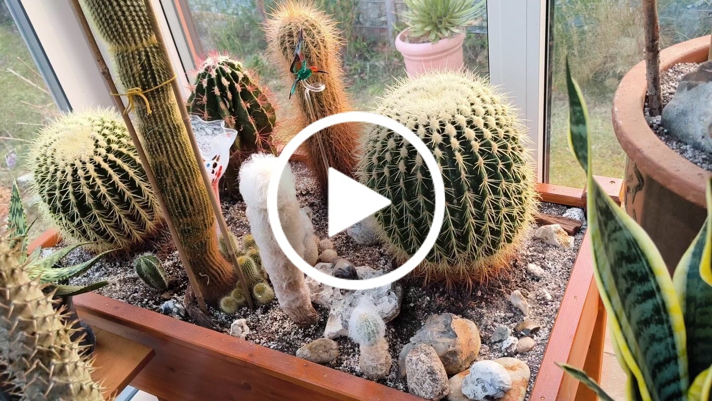Customer video review of Cacti & Succulent Mix