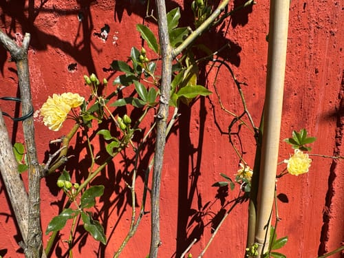 Customer photo review of Fertibono JaboNeem: Concentrado Jabón Potásico y Aceite de Neem Extraído en Frío - 1L+250ml - Máxima Eficacia y Ahorro en Control de Plagas para Plantas y Huertos