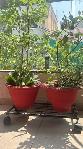 Customer photo review of United Crafts Aory High-Quality Wheel Metal Stands