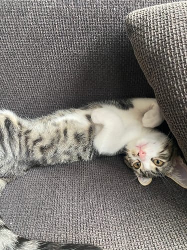 Avis photo d'un client sur Pâtée Chaton Sans Céréales - Truite