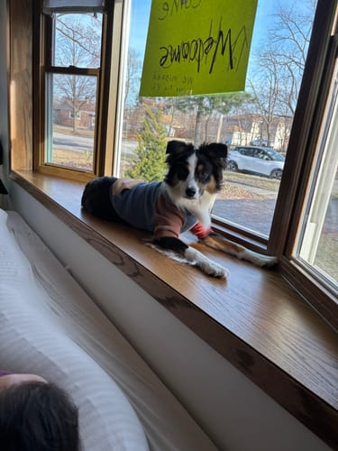 Customer photo review of Alpine Dog Hoodie