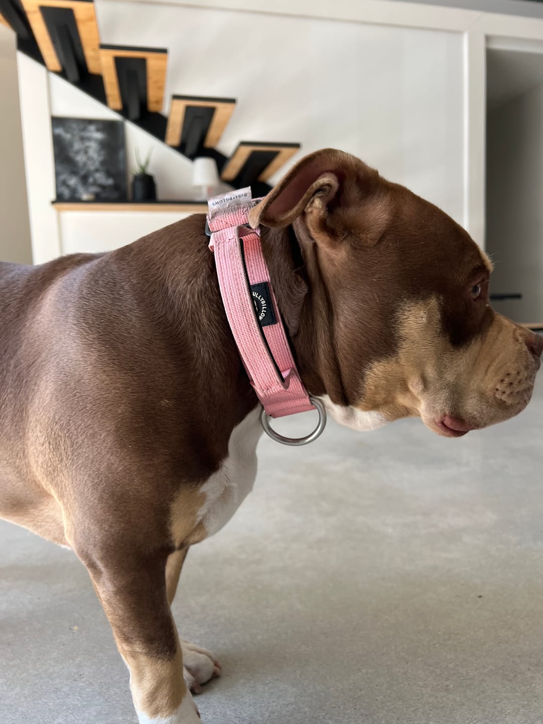Customer photo review of 4cm Combat® Collar | Handle & Rated Clip - Pink
