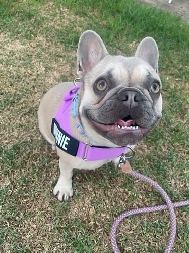 undefined review of Dog Harness image 1 out of 1
