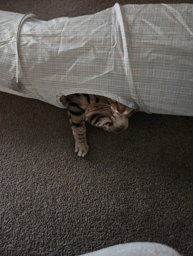 Customer photo review of Michu Tofu Cat Litter Gen3 6L- Dust-Free and Natural Clumping Tofu-Based Formula for Easy Cleanup
