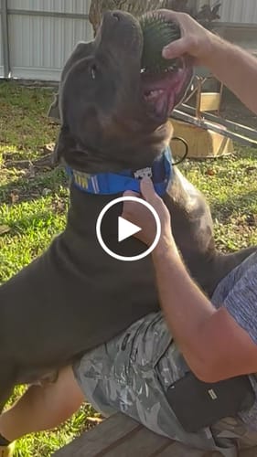 Customer video review of Matching Blue 6' Bully Proof Leash