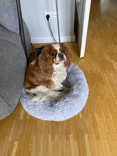 Customer photo review of Puppery Hundebett Wolke 7 - Das Original