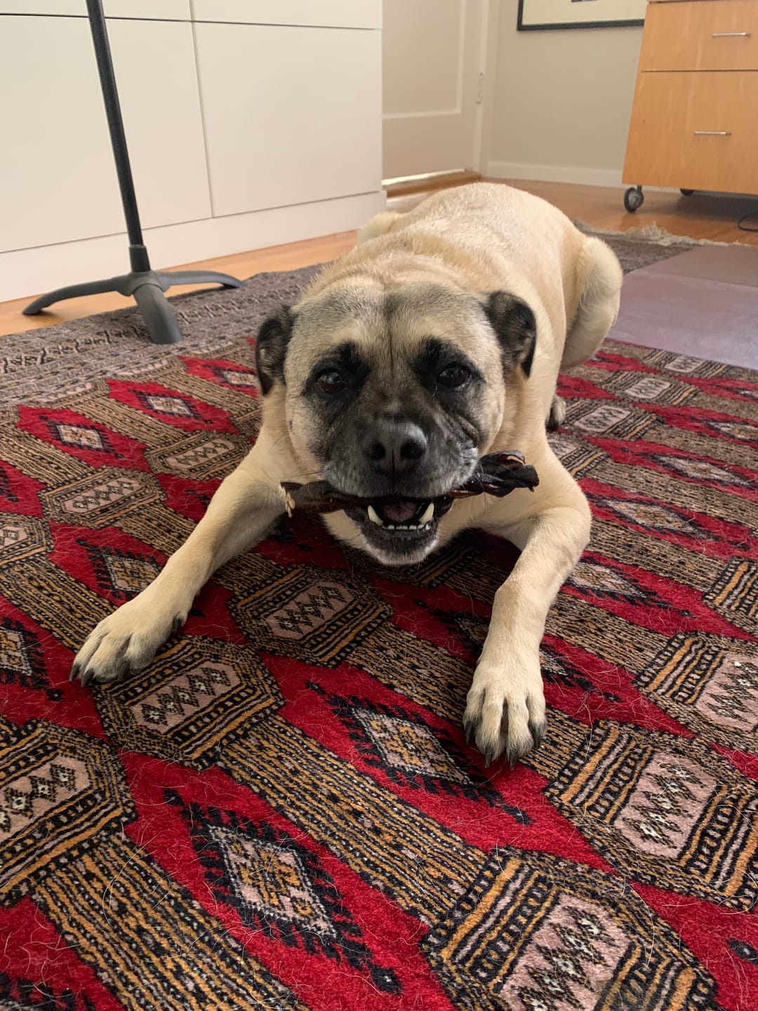 Customer photo review of 6 Inch Braided Bully Sticks