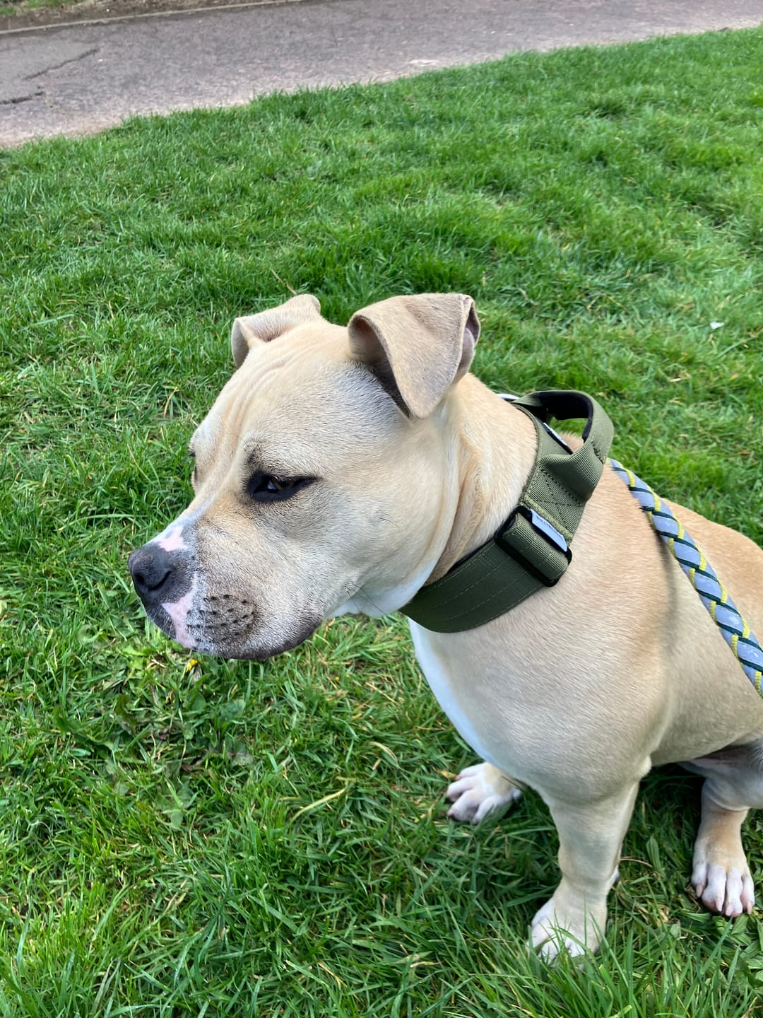 Customer photo review of 5cm Combat® Collar | With Handle & Secure Clip - Khaki
