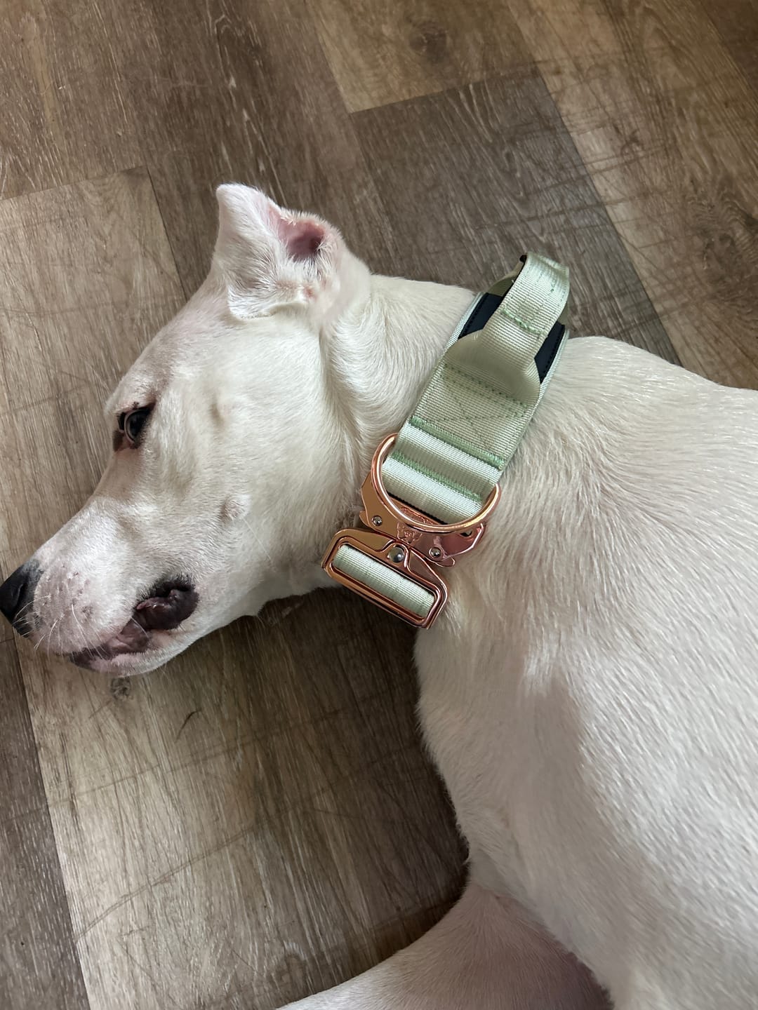 Customer photo review of 2" Tacti Luxe Dog Collar - Rose Gold - Honeydew