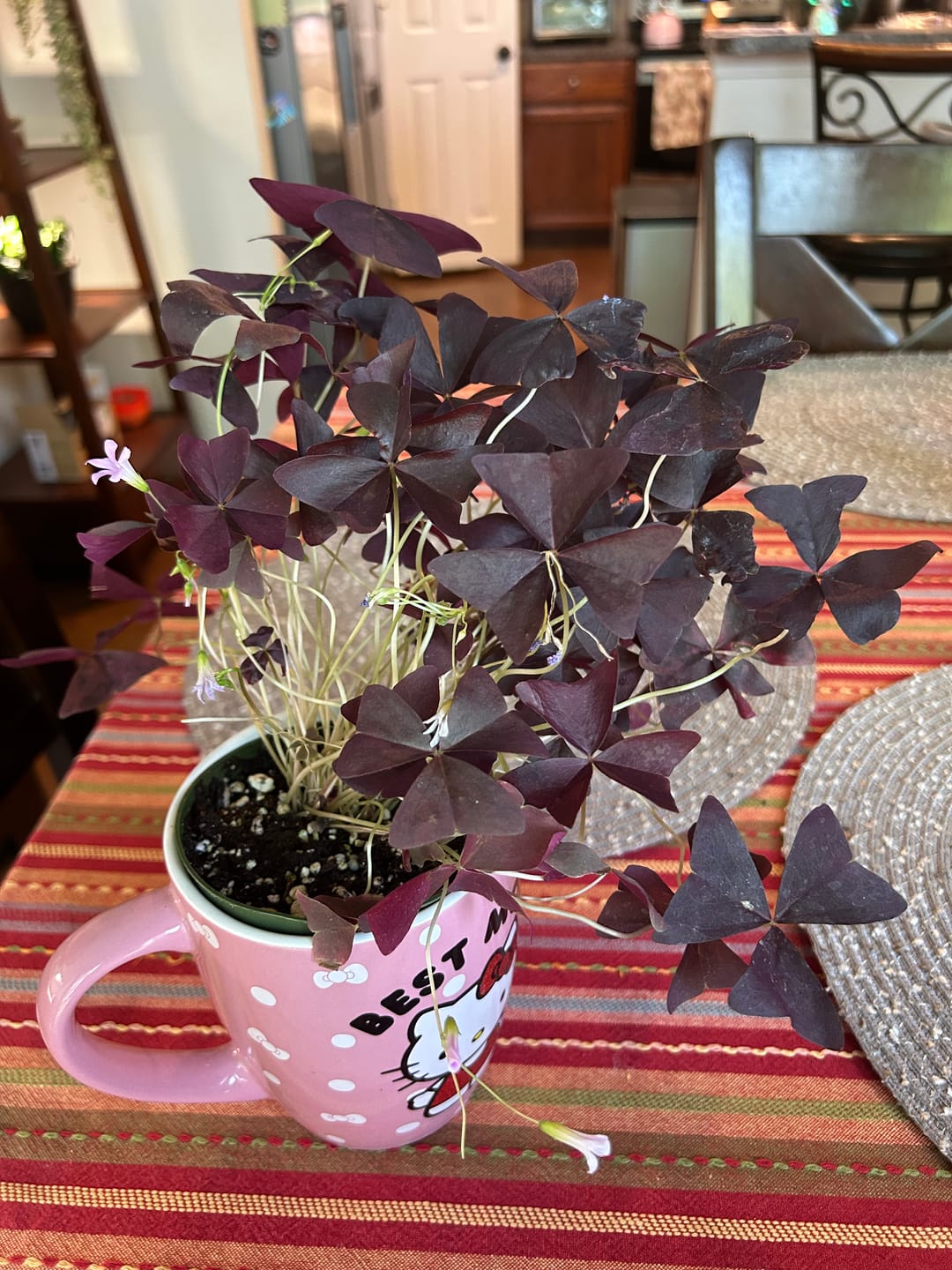 Customer photo review of Oxalis triangularis 'Ebony Allure'