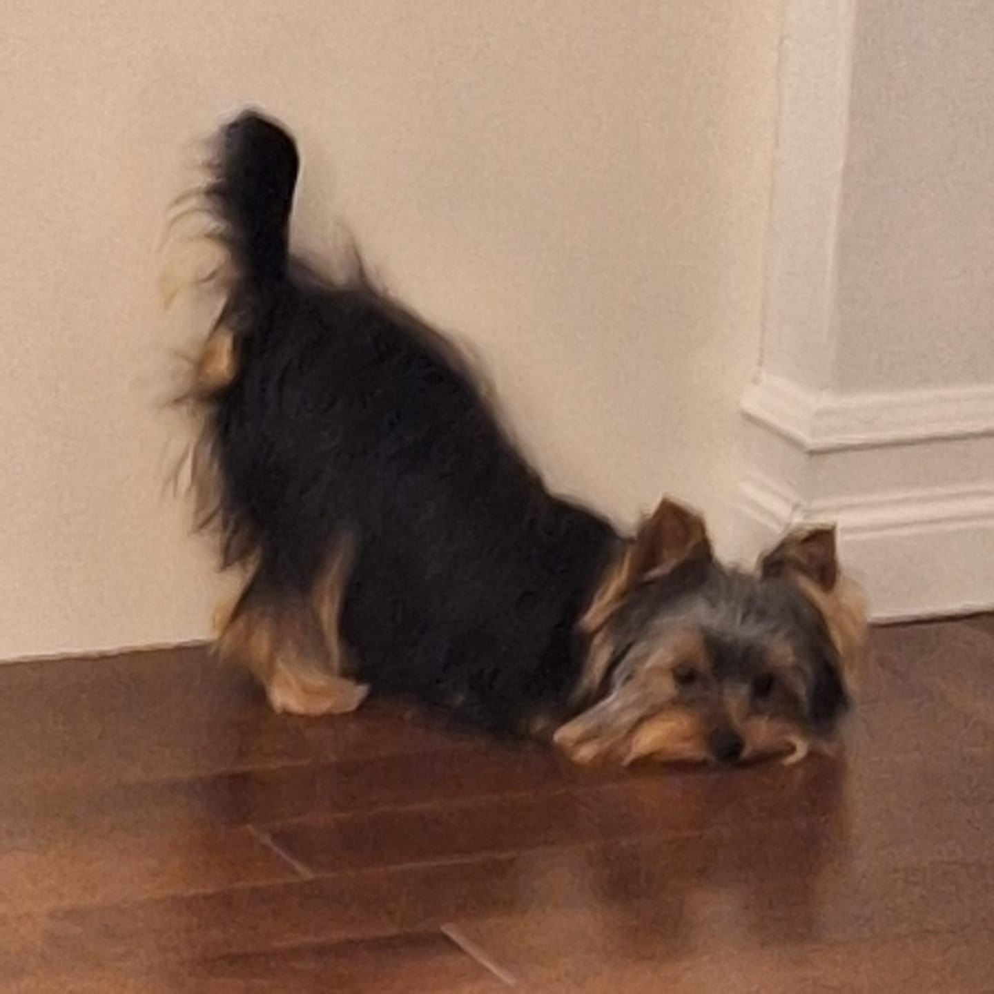 Customer photo review of Mint Himalayan Yak Chew (MEDIUM)