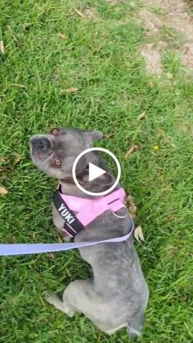 undefined review of No-Pull D-Ring Harness Attachment image 1 out of 1