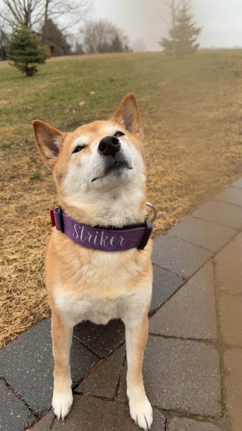 Customer photo review of 1.5" Tacti Slim Dog Collar - Grape