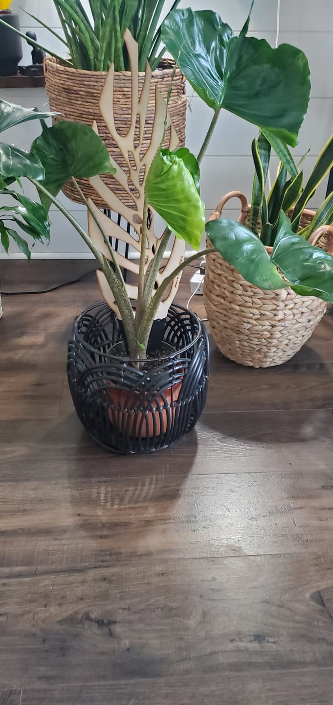 Customer photo review of BARE™ Monstrella™ - Customizable wooden plant support - Inspired by the Monstera leaf