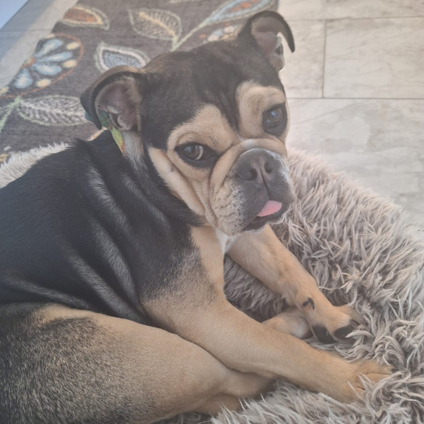 Customer photo review of FurLife™ - Flea & Tick Defense Chews for Dogs