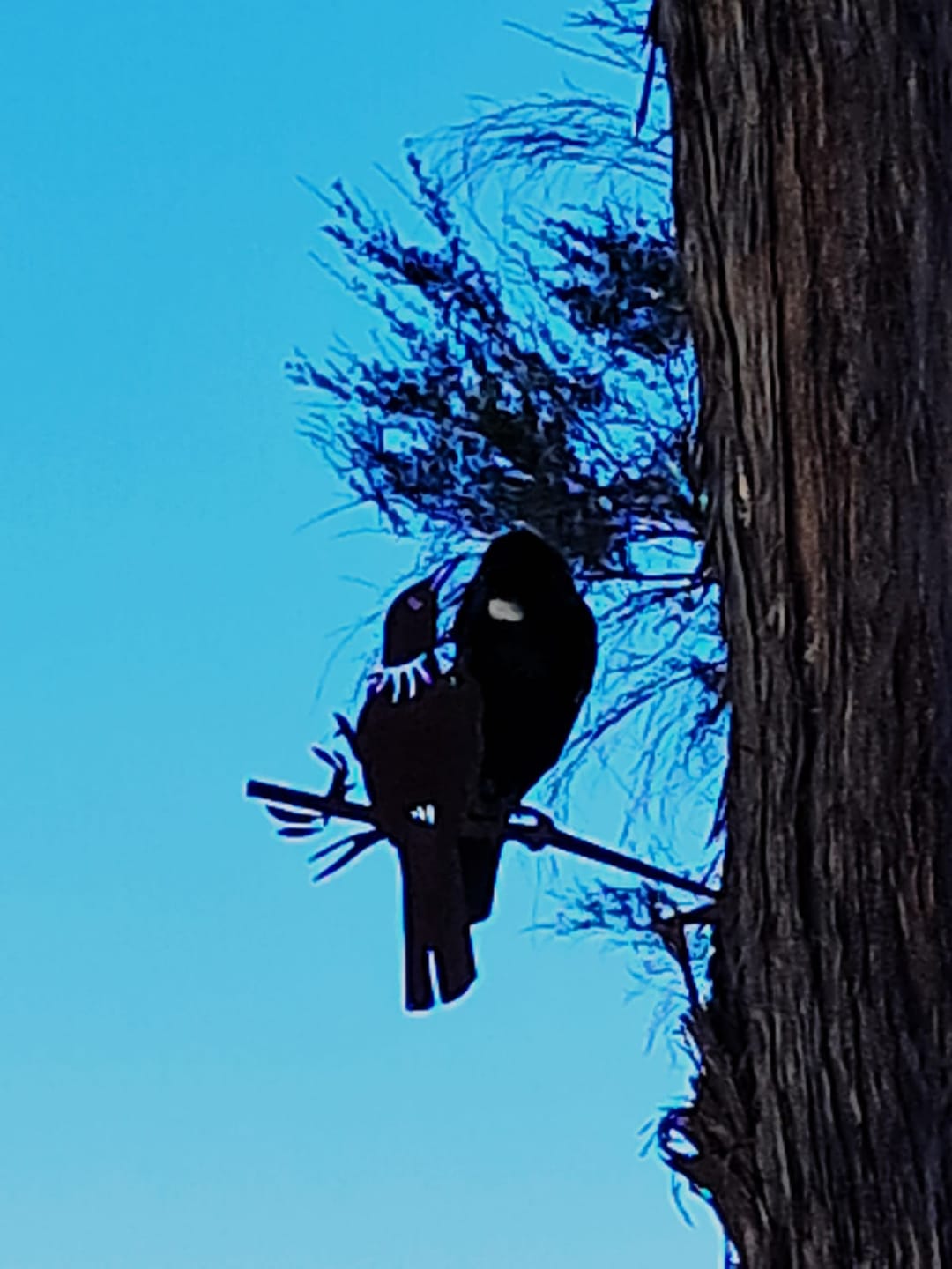 Customer photo review of Tūī
