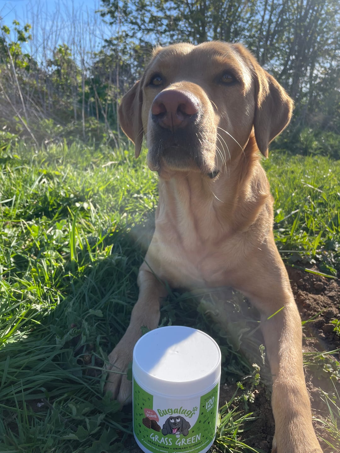 Customer photo review of Grass Green Supplement Chews for Dogs