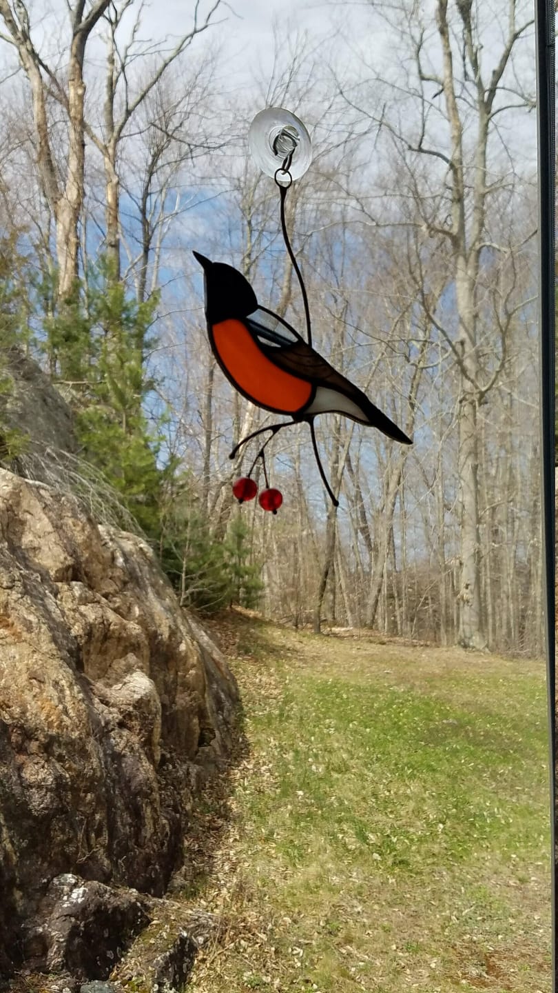 Customer photo review of American Robin Bird