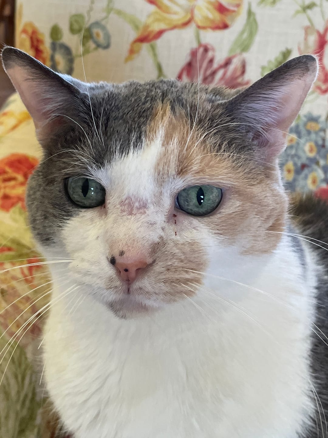 Customer photo review of Cat Allergy Relief & Immune Support Remedy