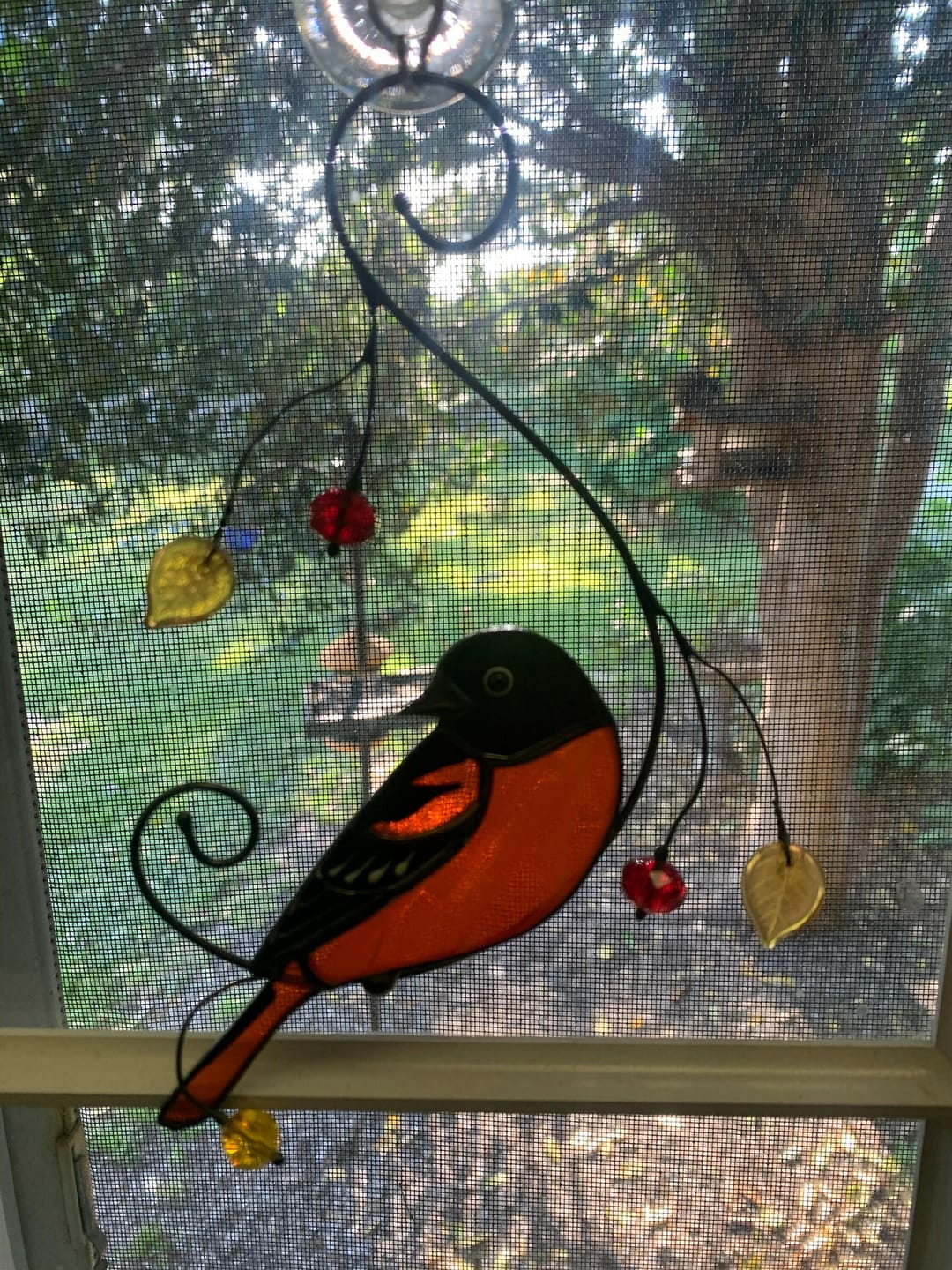 Customer photo review of Baltimore Oriole Bird