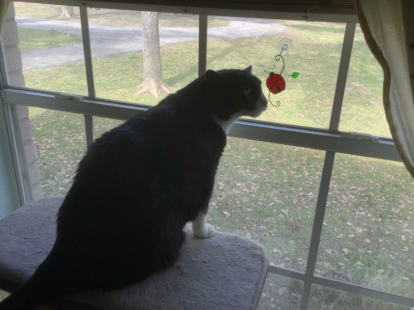 Customer photo review of Red Ladybug Suncatcher