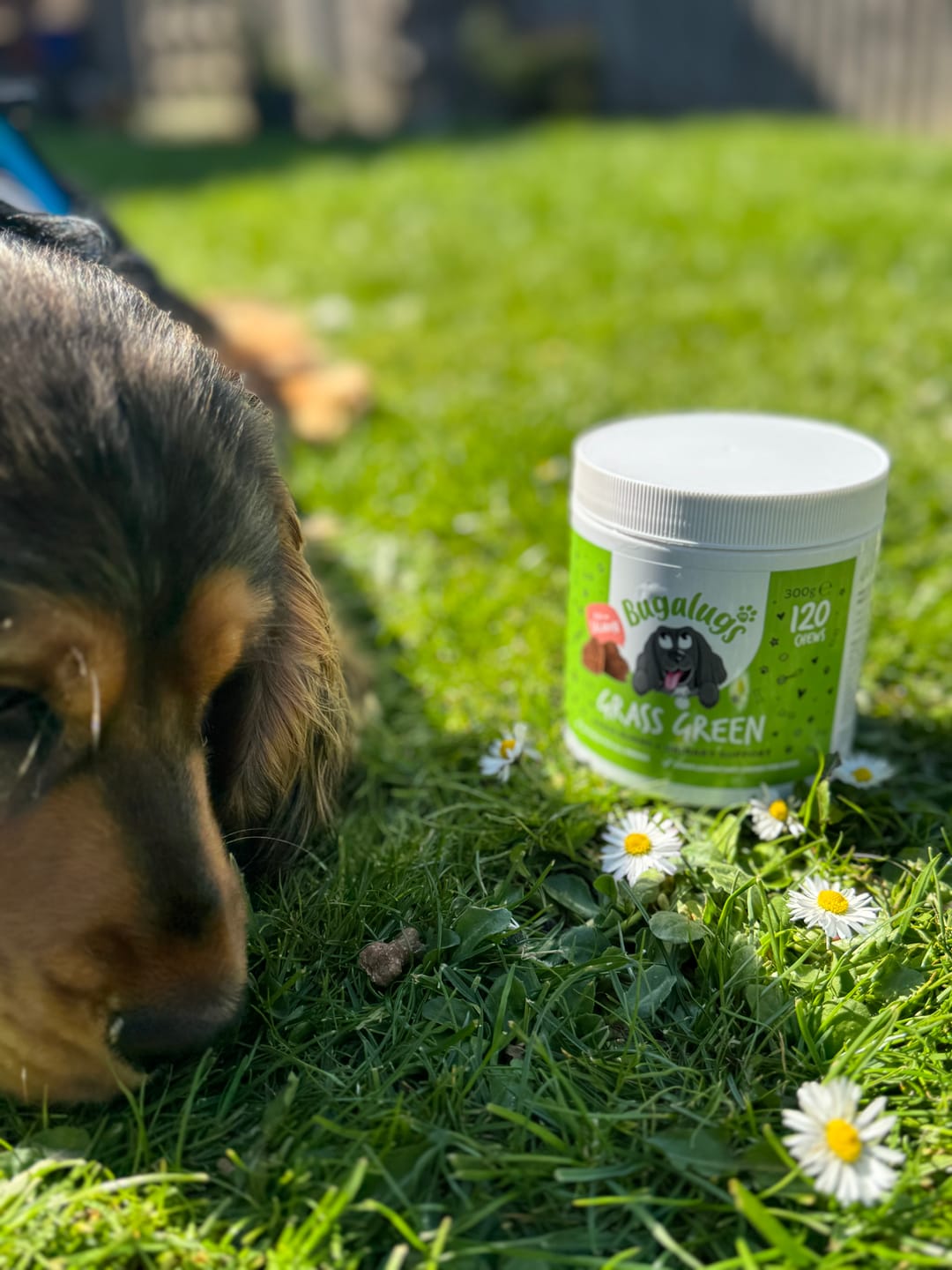 Customer photo review of Grass Green Supplement Chews for Dogs