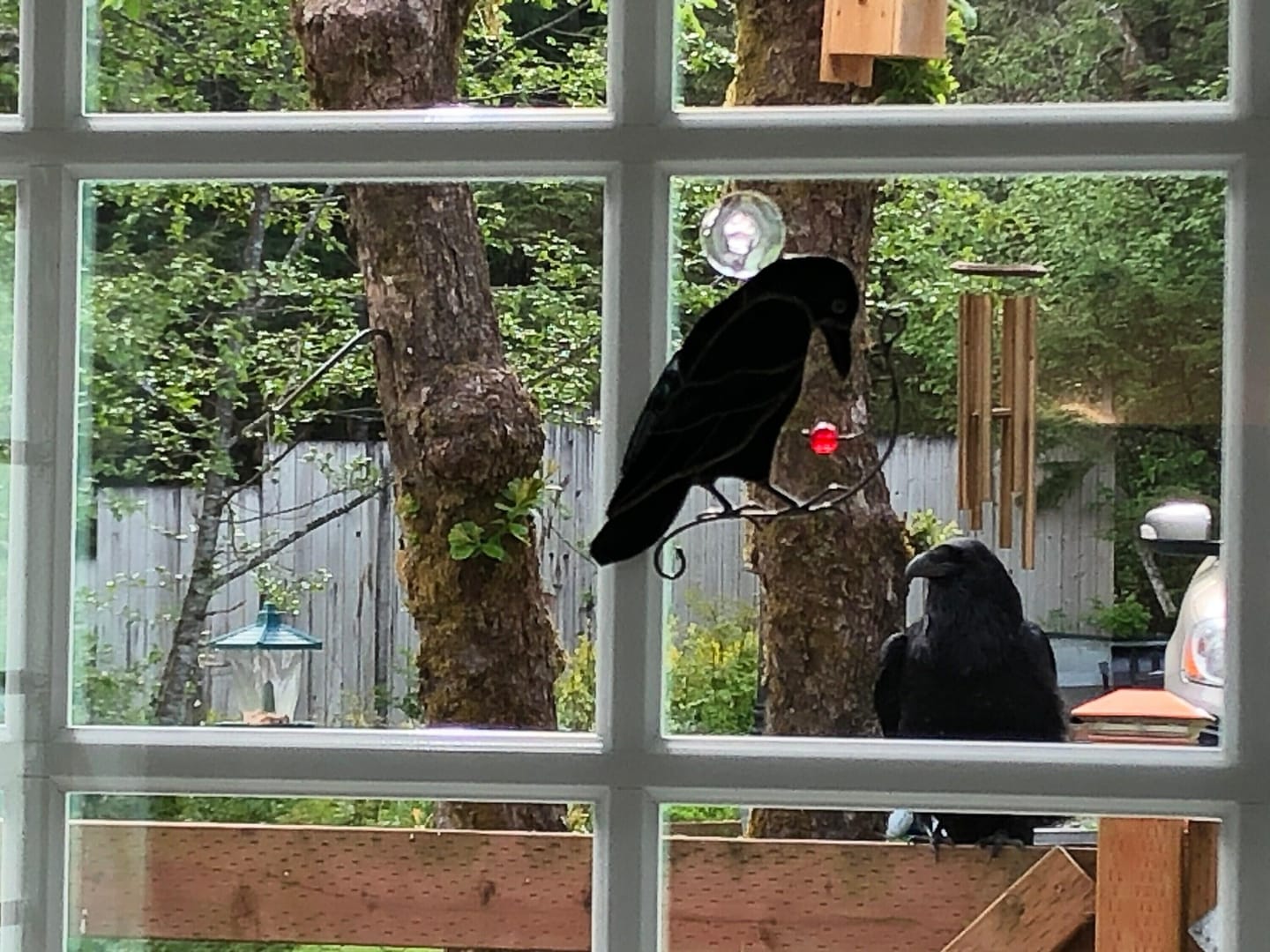 Customer photo review of Raven