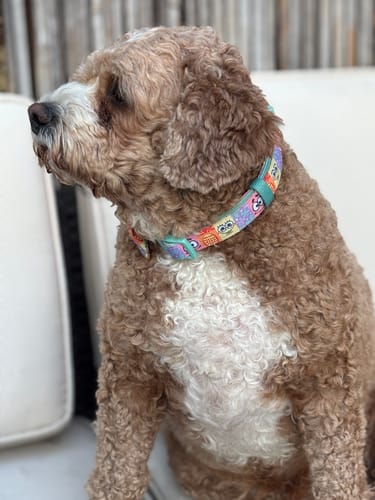 Customer photo review of Collar - Spongebob