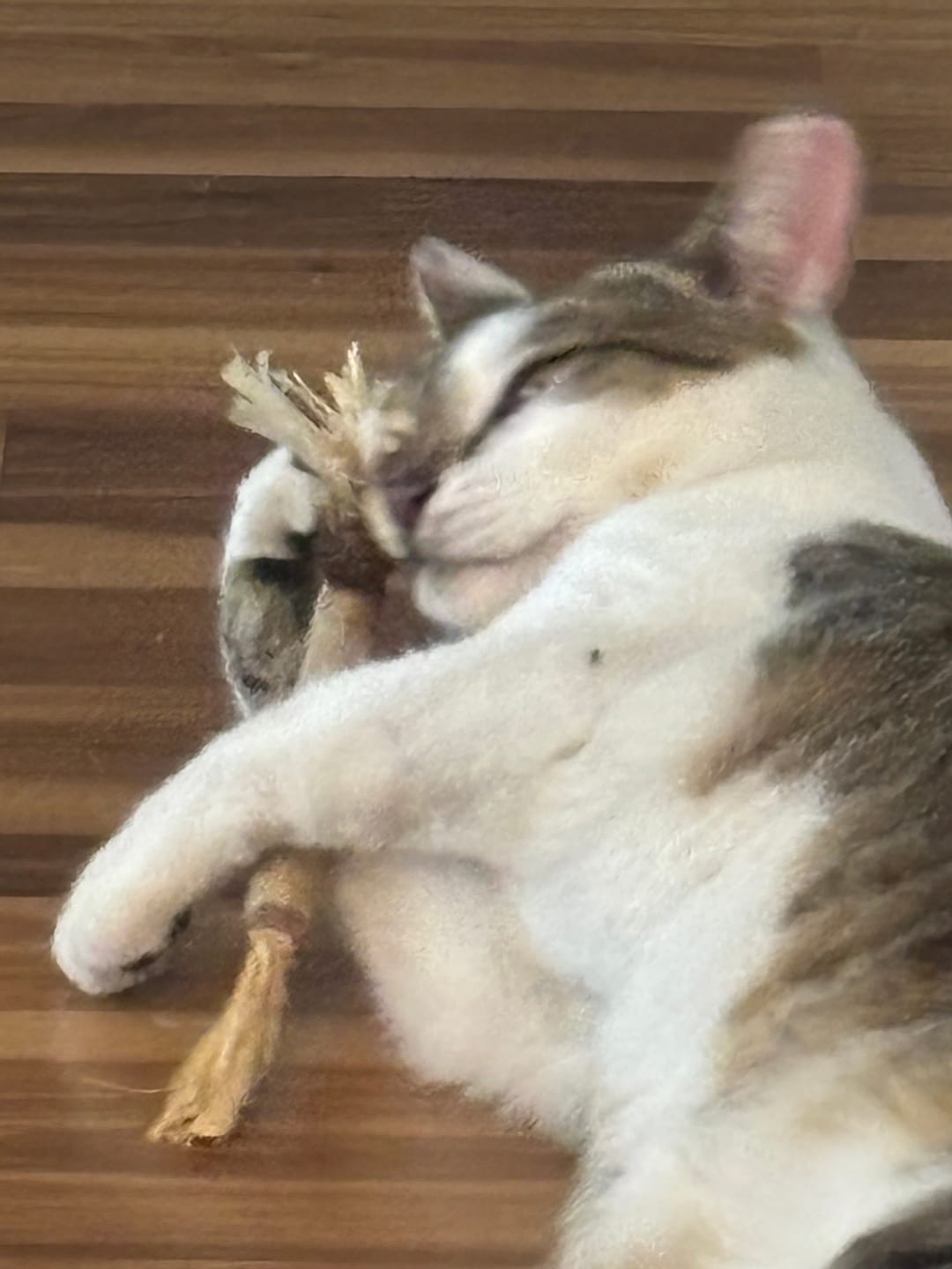 Customer photo review of RYERCAT Silvervine Cat Dental Sticks
