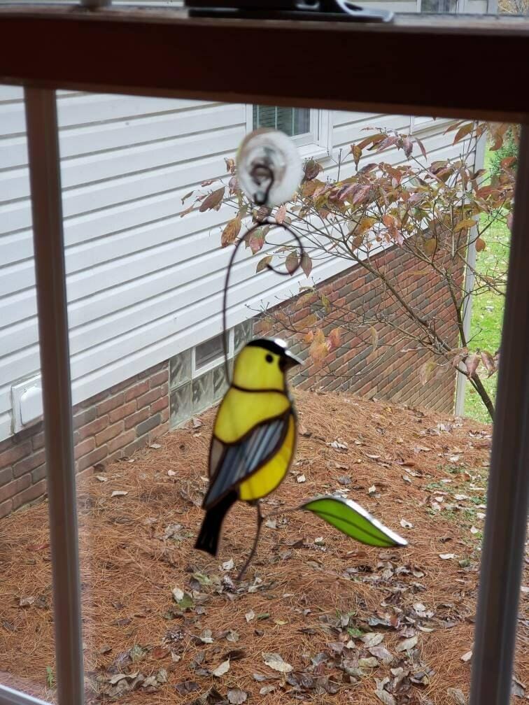 Customer photo review of Goldfinch Bird