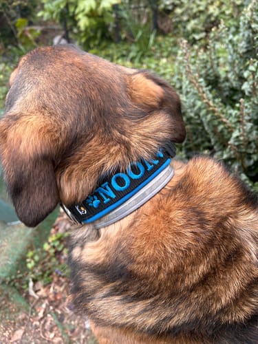 Customer photo review of Neoprene Dog Collar with Name - M | 4Kyon