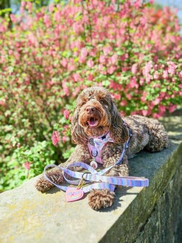 Customer photo review of Bow Tie - PPB Pastel Swirl