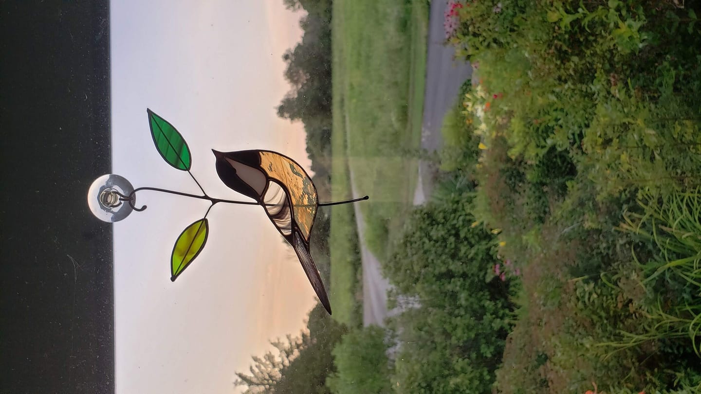 Customer photo review of Black-capped Chickadee