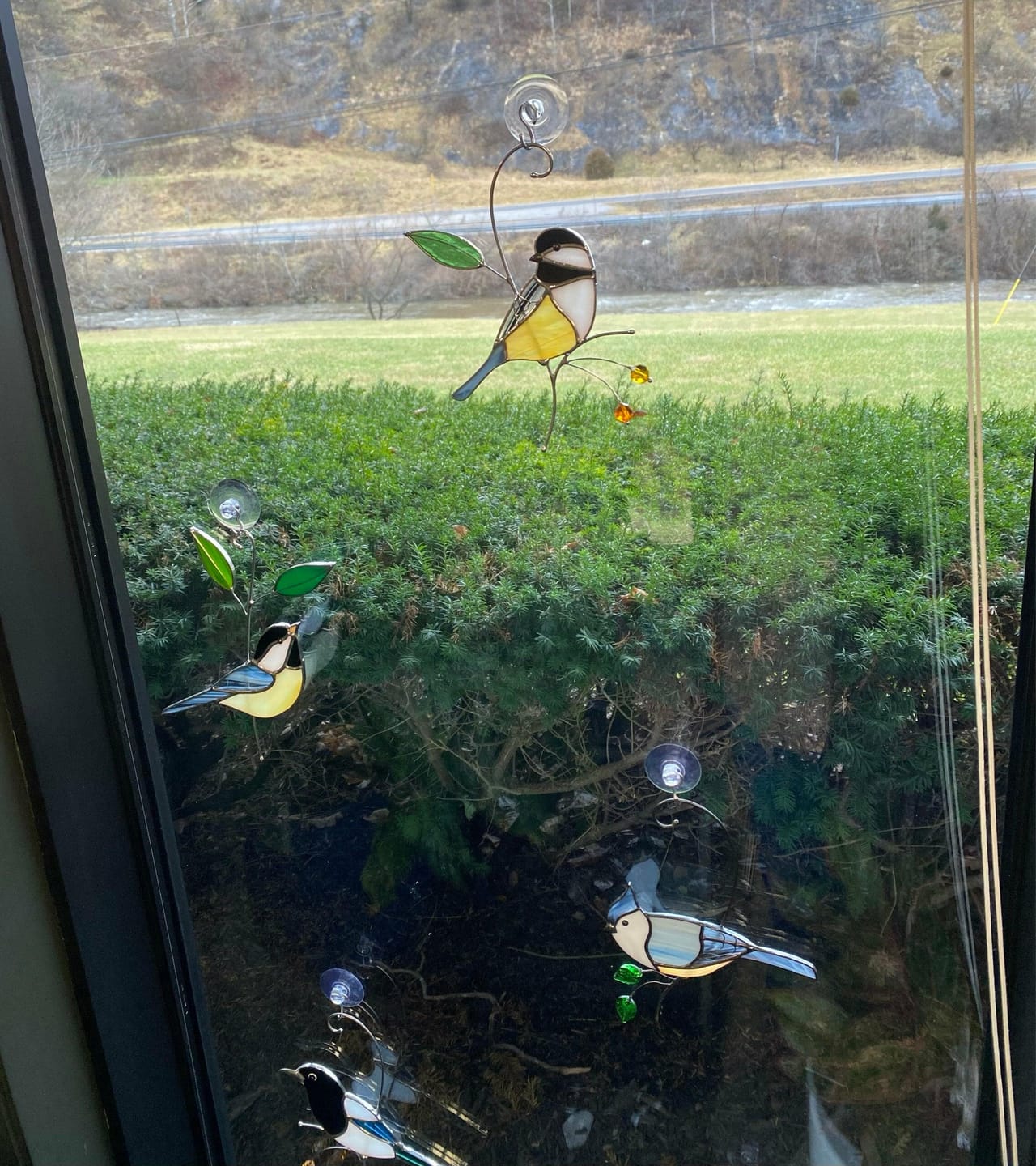 Customer photo review of Black-capped Chickadee