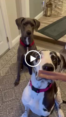 Customer video review of Blueberry Yak Chews One Size Fits All