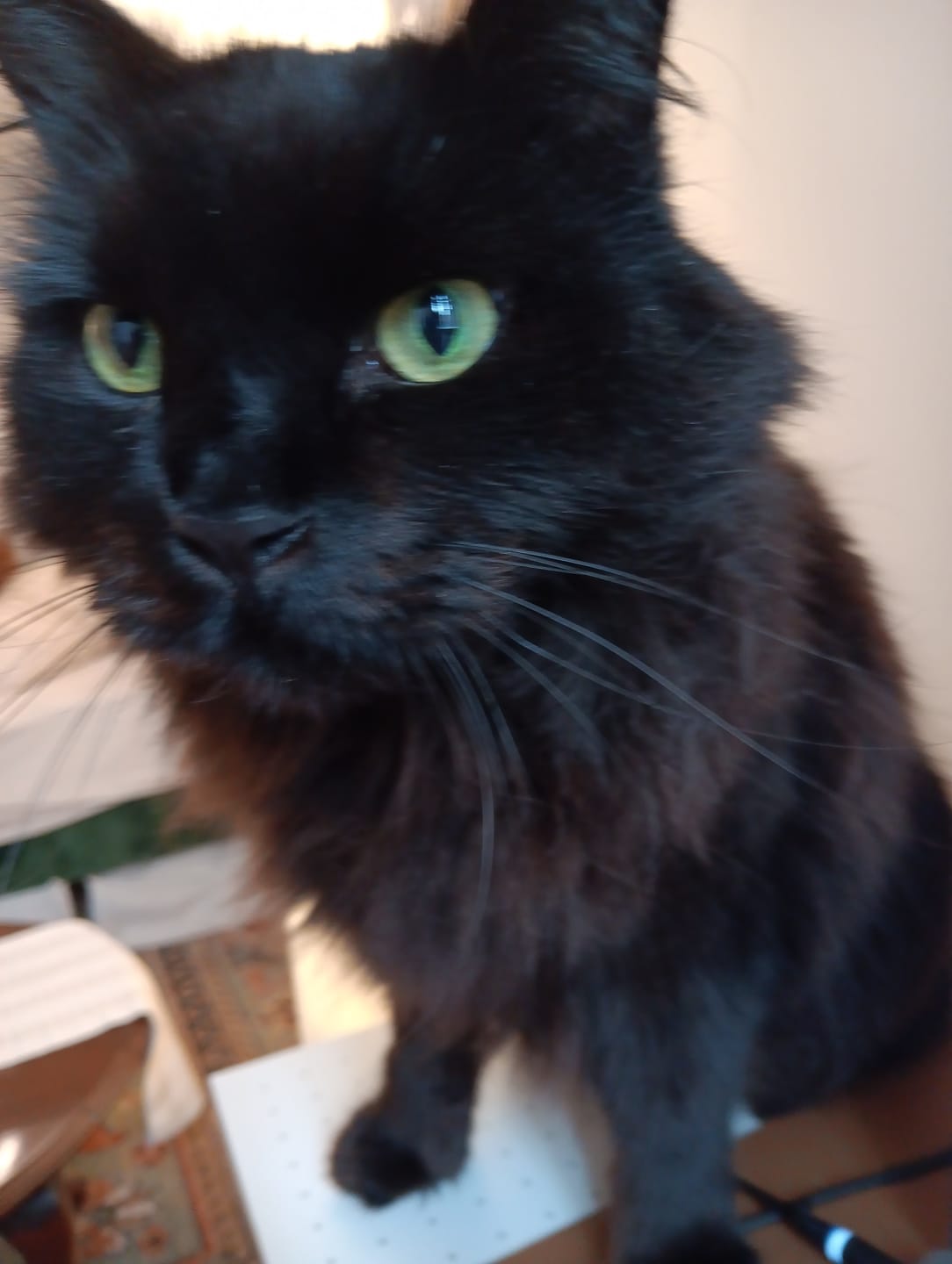 Customer photo review of Royal Canin Veterinary Diet - Urinary SO + Hydrolyzed Protein Dry Cat Food