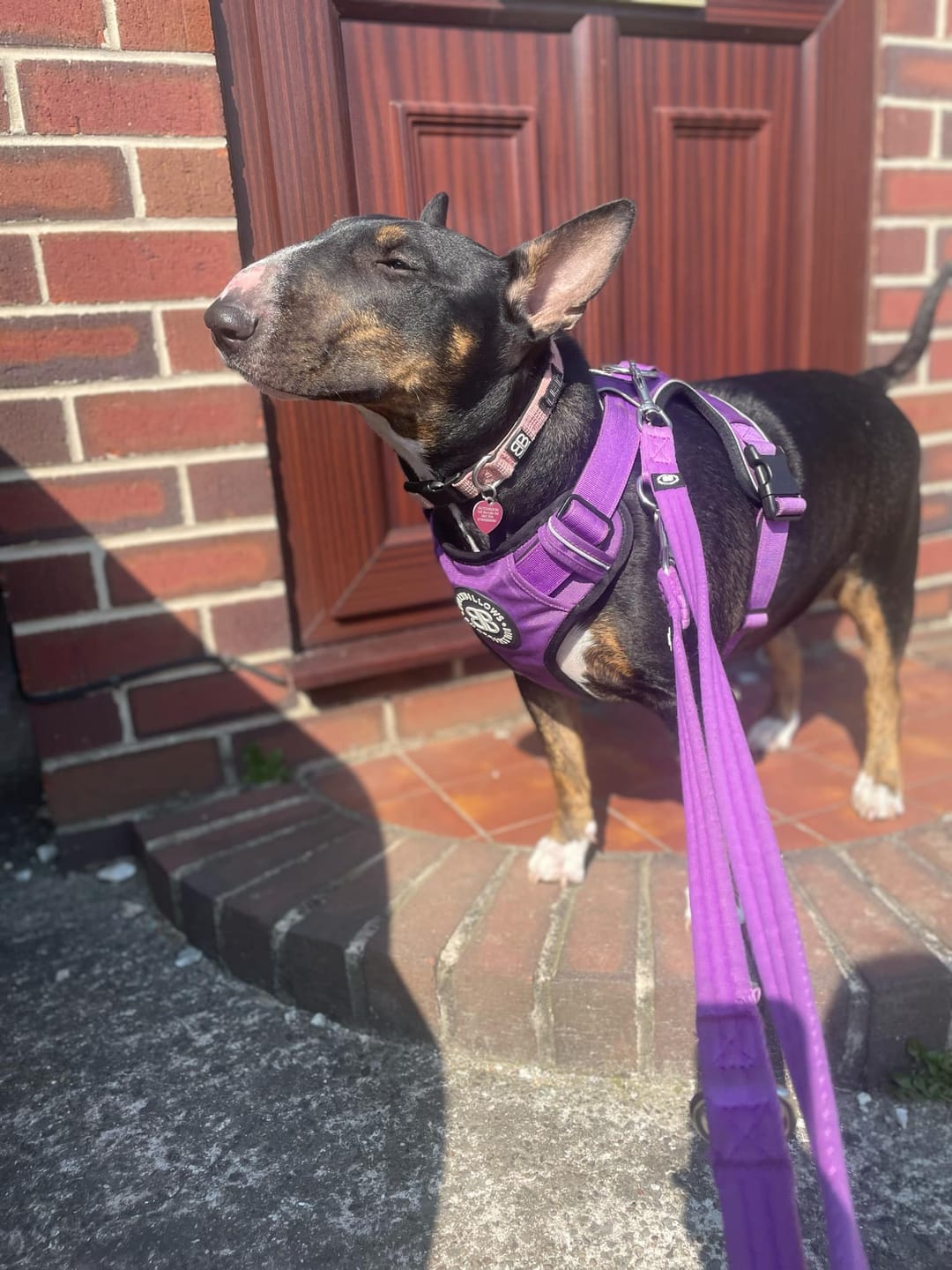 Customer photo review of Comfort Premium Harness | Non Restrictive - Purple
