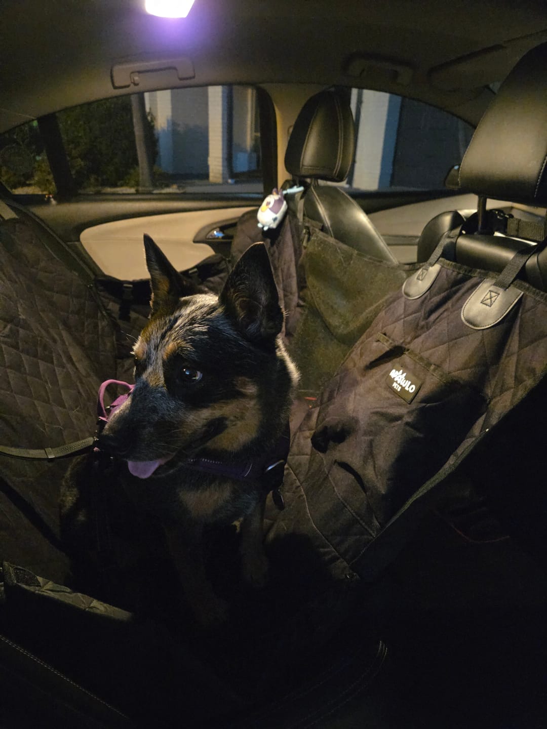 Customer photo review of 4-in-1 Dog Car Seat Cover