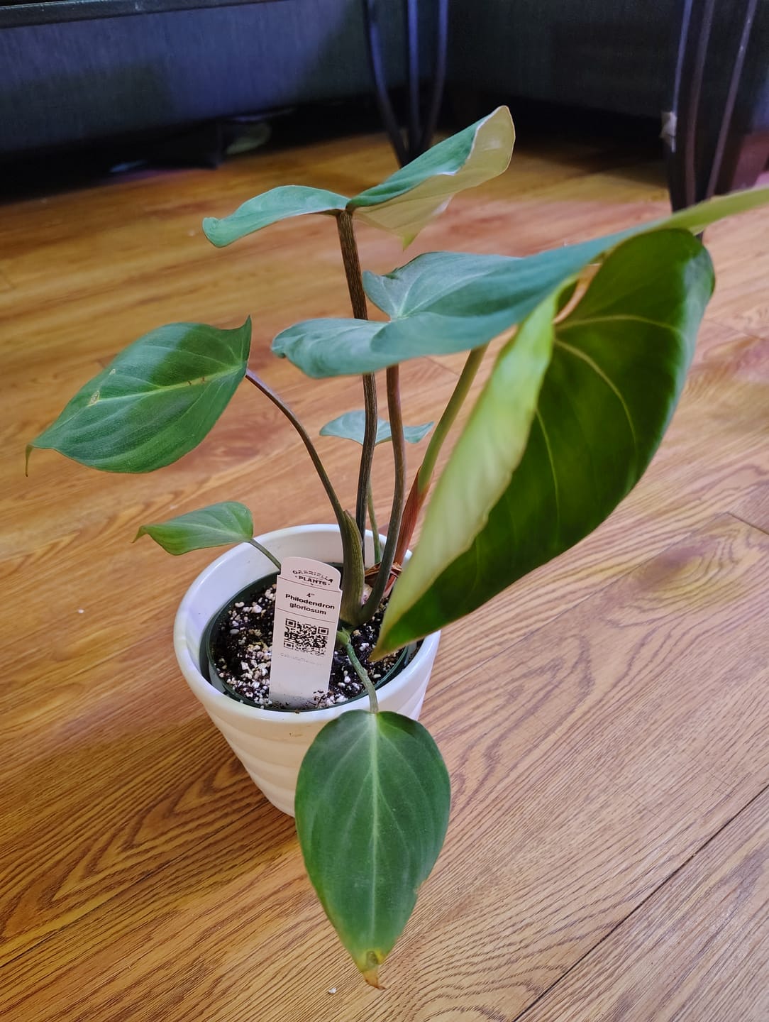 Customer photo review of Philodendron gloriosum